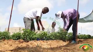 Somaliland    HD   2018 beeraha casriga  daawo muqaaal quruxbadan