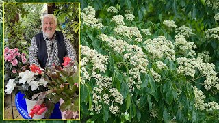 ARBRE À MIEL, L' ARBRE AUX 100 000 FLEURS, IDÉAL POUR UN PETIT JARDIN… Le Quotidien du Jardin N°299