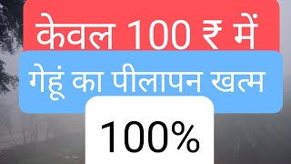 गेहूं मे पीलेपन की समस्या क्यों आती है? इसका सही और सस्ता समाधान ये है.