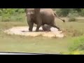 crocodile attack elephant baby in yala srilanka යාලේදී වැරදුණු කිඹුල් කුරැමානම