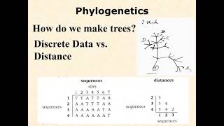 BIOL 3406 Unit 1 6 3 Inferring Phylogenies