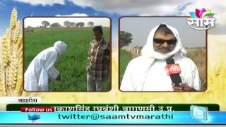 Prakash Singh Raghuvanshi gives information on indigenous wheat seed