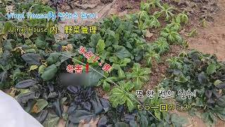 또 한 번 실수後 소생한 야채!  もう一度管理ミスしてから蘇った野菜！ Vegetables revived after another mistake in management!