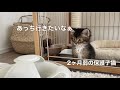 【お迎え初日】ゲージから出るのをためらう保護子猫が可愛すぎました　#子猫お迎え #子猫お迎え初日