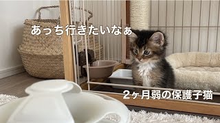 【お迎え初日】ゲージから出るのをためらう保護子猫が可愛すぎました　#子猫お迎え #子猫お迎え初日