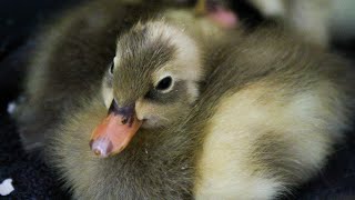 Laufenten Küken baden zum ersten Mal | Laufen sie mir nach?