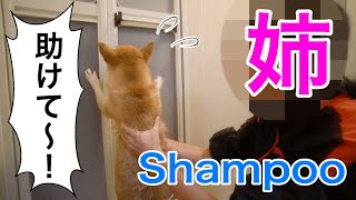 柴犬小春　ENG sub【てんやわんや】お姉ちゃんがシャンプーに挑戦！