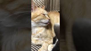 舌を出して眠る愛猫茶吉ちゃん❤️#shorts #いなか猫  #愛猫  #猫動画