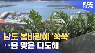 남도 봄바람에 '쑥쑥'‥봄 맞은 다도해 (2023.03.20/뉴스투데이/MBC)