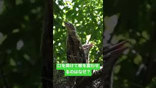 絶滅危惧種ミゾゴイ#shorts