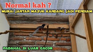 Penyebab murai jantan takut sama murai betina