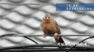 ガビチョウの幼鳥がやってきた