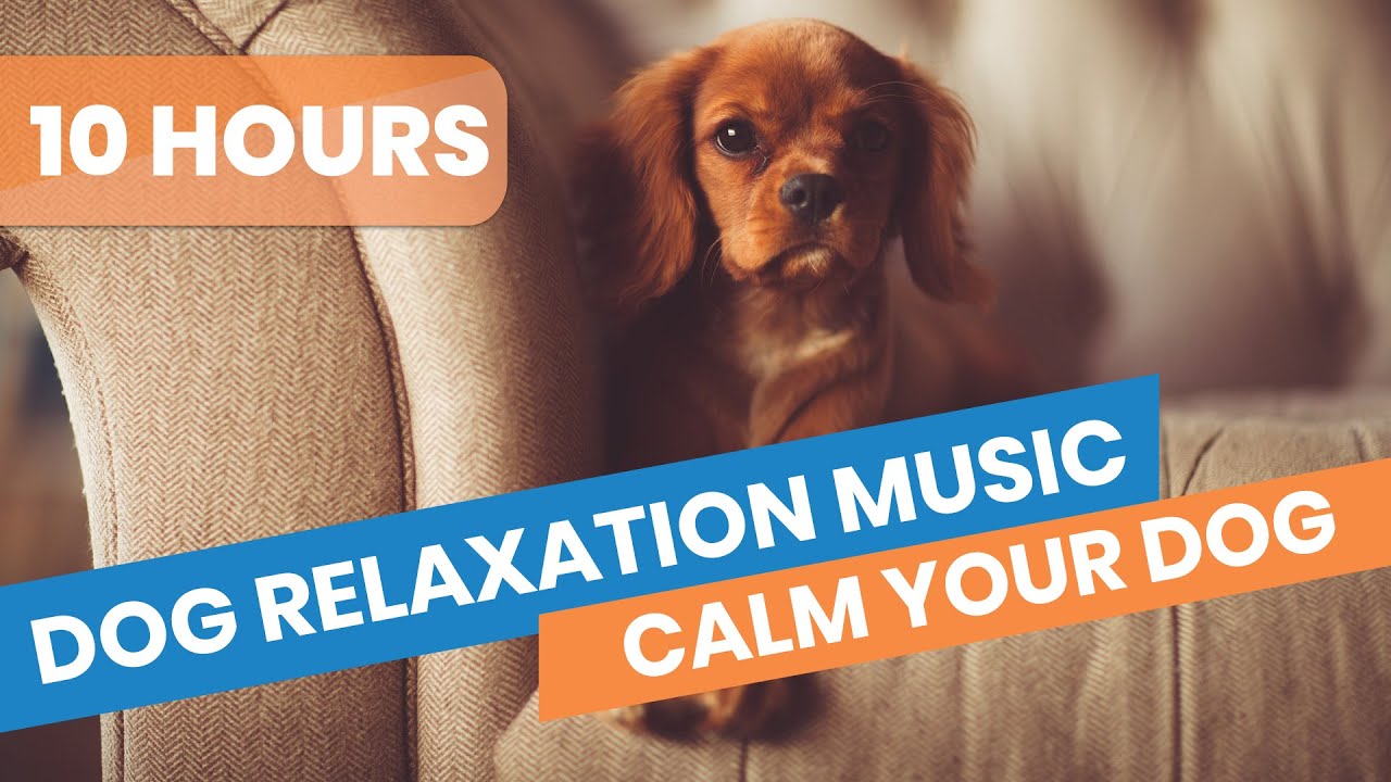 10 Hours Dog Relaxation Music, Calming Dog Music, Separation Anxiety ...