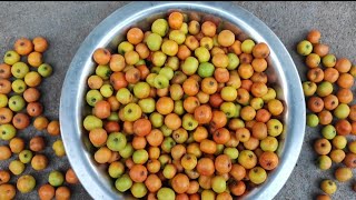 రేగిపండు చెట్టు | Regipandlu | Regipandu chettu village | Jujube Fruit