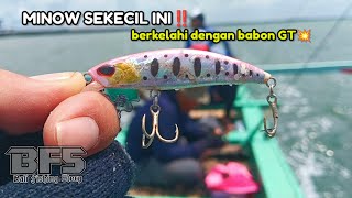 MENYALA💥 MINOW SEKECIL INI BERKELAHI DENGAN IKAN BESAR‼️