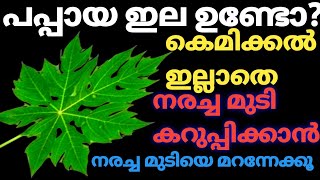 വെറും പപ്പായ ഇല കൊണ്ട് നരച്ച മുടിയെ എന്നെന്നേക്കുമായി കറുപ്പിക്കാം/Best Homemade Hair Dye/NaturalDye