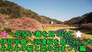 河津桜の名所である南伊豆(下賀茂)と開国の街下田を散策しました