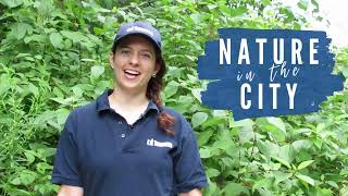 Nature in the City - Red Osier Dogwood