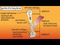 parts of a long bone structure of a long bone