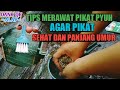 TIPS MERAWAT PIKAT PUYUH AGAR SELALU SEHAT DAN PANJANG UMUR