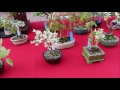 広布園の盆栽 japanese bonsai【 travel japan うろうろ四国 】高知の日曜朝市