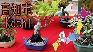 広布園の盆栽 Japanese BONSAI【 Travel Japan うろうろ四国 】高知の日曜朝市