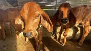 CALF - GYR, BHODALI, DESAN, GUJARATI, KATHIAWARI, SORTHI, SURTI