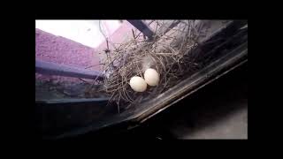 Dove Laying Two Egg and Hatching Them || कपोतक पक्षी अंडे सेने ||🦜