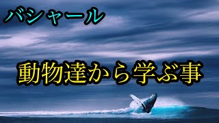 【鍵】バシャール【動物達から学ぶ事】