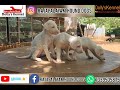 தரமான இராஜபாளையம் குட்டிகள் உசிலம்பட்டி dolly s kennel 7339505875.