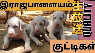 தரமான இராஜபாளையம் குட்டிகள் - உசிலம்பட்டி - Dolly's Kennel - 7339505875.