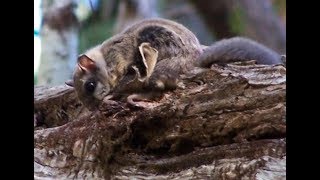 World's weirdest: Flying Squirrel | CCTV English