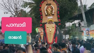 Pampady Rajan പാമ്പാടി രാജൻ  kalarikkal aarate വിളയൂർ  pattambi Elephants Kerala 2019