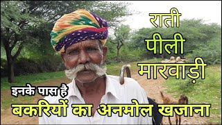 the Shepherd of rajasthan | किसान की बेस्ट बकरियां | best goat of farmer | pkraj vlogs