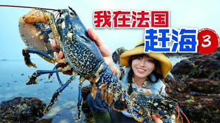 在法国赶海，勇闯龙虾岛，3斤大的蓝龙虾随便捡