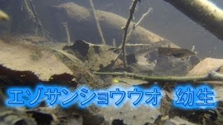 エゾサンショウウオ　幼生　Ezo Salamander