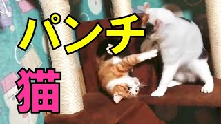 トラ猫と三毛猫の激しい戦い【猫パンチ】