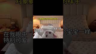 对象躺在我怀里的样子 #cat #shorts #猫咪的迷惑行为