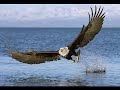 Best Documentary 2017 Documentary films Documentary 2017 - American Eagle (Nature Documentary)