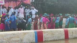 Kambala Start - Adve Nandikoor 2024