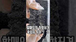 #압구정공주떡 #흑임자인절미 #서울떡집 #서울떡집추천 #흑임자떡맛집 #서울3대떡집 #koreadessert #shorts