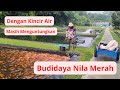 Budidaya Ikan Nila dengan kincir air