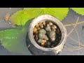 tiny snail oomachi snail hunting cleaning cooking and eating in south indian village life 1🐌🐌