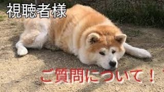 ご相談についての回答 Dog Rescue A\u0026R