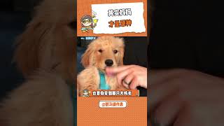 狗狗表情暗示一切#狗狗的心思都寫在臉上了 #狗狗 #松獅