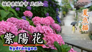 夏点描・足羽山、「紫陽花」～福井市【動画紀行・福井県】 Asuwayama is famous for its hydrangea flowers.