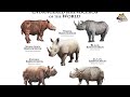 who can resist him the incredible power of rhinos and the battle for survival rhino documentary