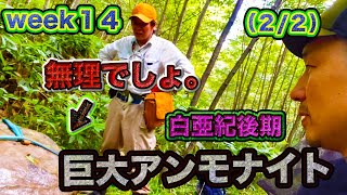 【恐竜】②《WEEK14》貴重な巨大アンモナイト化石は回収できるの？！頭フル回転させて、何とか…。笑　！午後から函淵層の場所へ。新たな発見なるか！？（２/２）後半＃恐竜＃むかわ町穂別