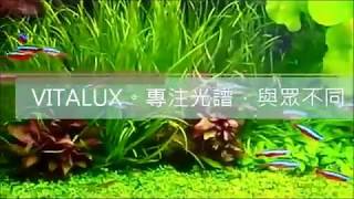 全光譜VITALUX LED水陸植物培育燈｜高演色專業植物造景燈(LED燈水草)