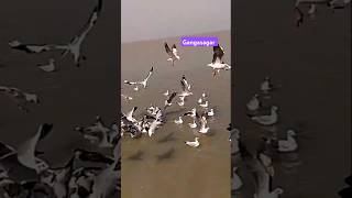 Gangasagar Island, Gangasagar Sangam, Kumbh Mela, Kachuberia Ghat,lot no 8,Kakdwip, Kakdwip to Sagar